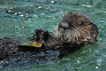 Aquarium Of The Pacific